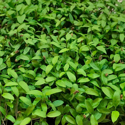 Parsley Microgreens • ميكروجرين بقدونس - plantnmore