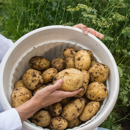 Spunta Potato ● بطاط سبونتا - plantnmore