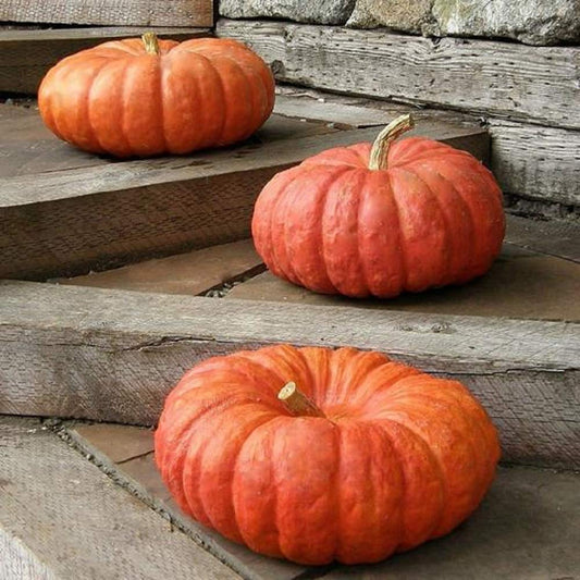 Pumpkin  Cinderella • قرع سندريلا - plantnmore