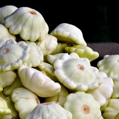 Squash White Scallop • كوسى بيضاء - plantnmore