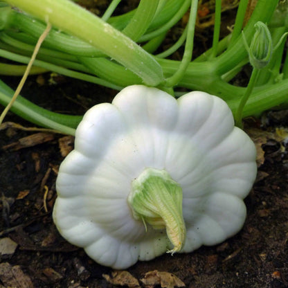 Squash White Scallop • كوسى بيضاء - plantnmore