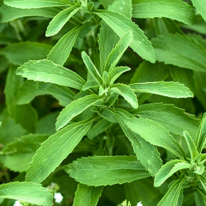 Stevia Sweet Herb • ستيفيا محلي طبيعي - plantnmore