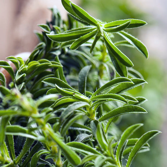 Summer Savory • زعتر بري - plantnmore