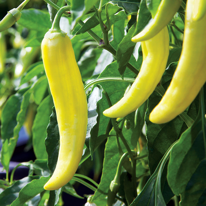 Pepper Sweet Banana • فلفل الموز - plantnmore