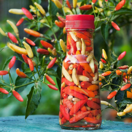 Pepper Tabasco • فلفل تباسكو - plantnmore