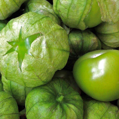 Tomatillo Grande Rio Verde • توماتيو اخضر كبير - plantnmore