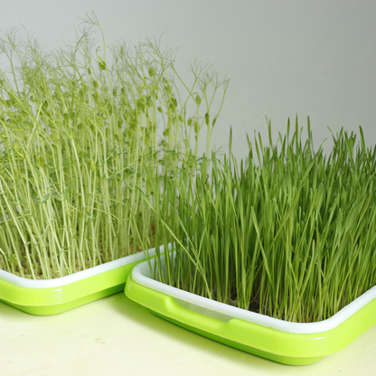 Complete Microgreen Set • طاولة الميكروجرين الشاملة - plantnmore