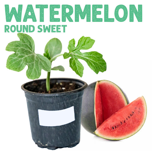 Watermelon Round Sweet Plant