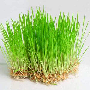 Barley Grass 227g• شعير - plantnmore