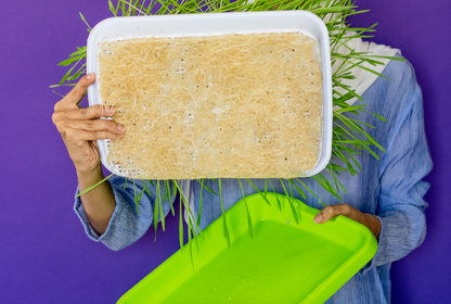 Sprouting Tray • صينية الإستنبات و الميكروجرين - plantnmore