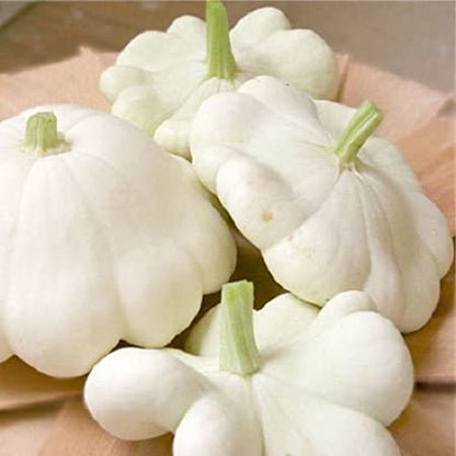 Squash White Scallop • كوسى بيضاء - plantnmore