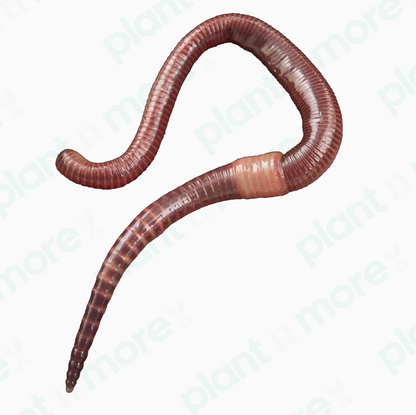 Live Earthworms ● دودة ارض حية - plantnmore