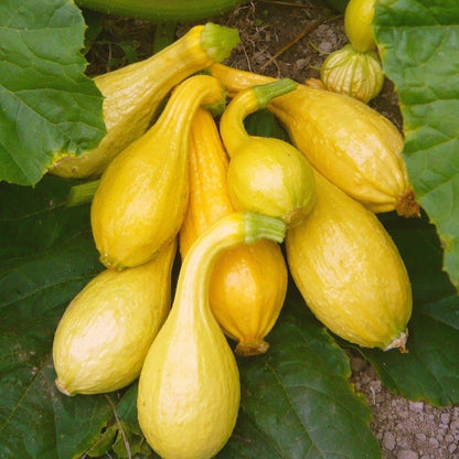 Squash Summer Crookneck • كوسى ذات الرقبة المائلة - plantnmore