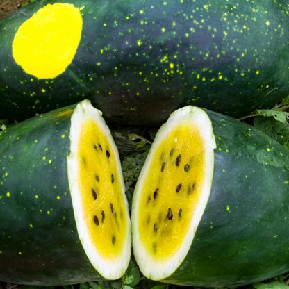 Yellow Moon & Stars Watermelon • بطيخ منقط أصفر - plantnmore